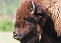 Bison bison